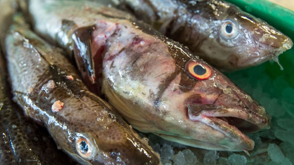 Nachhaltige Fischerei: Fangquote für Dorsch mehr als halbiert