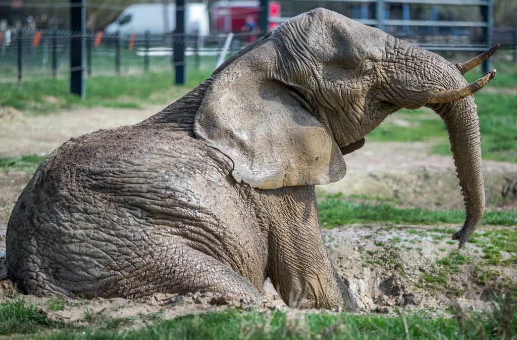 Die Elefantendame Kenia scheint das Schlammbad jedenfalls zu genießen. Und das sogar ganz ungeniert vor den Augen der Besucher...