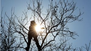 Angebote im Kreis Esslingen zum 8. März: Baumschnittkurse speziell für Frauen