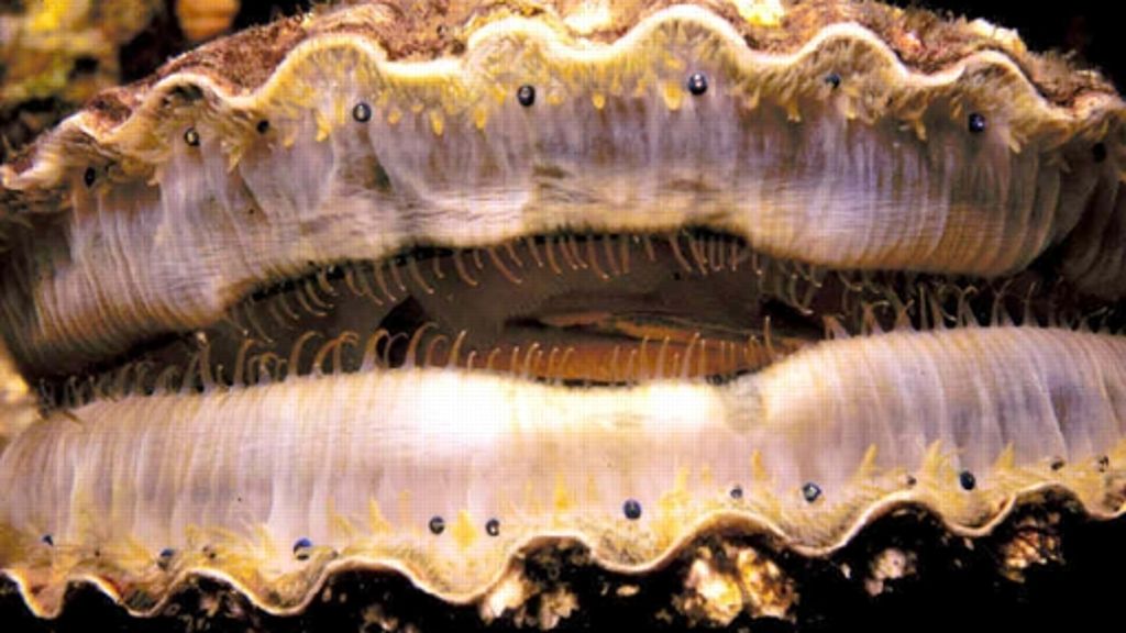 Meeresforschung: Die Muschel hustet