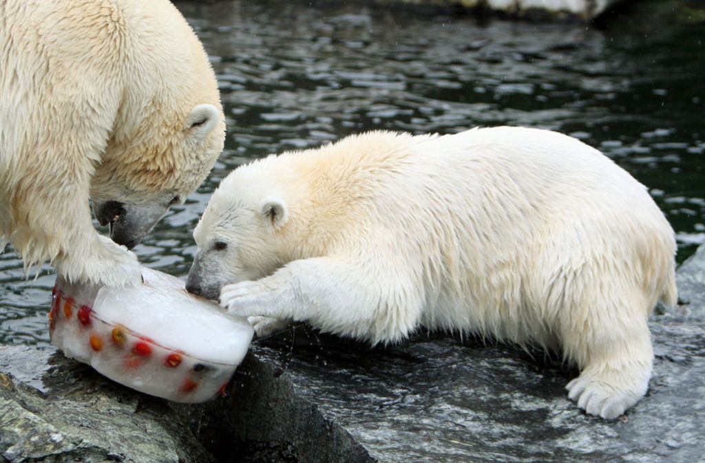 Der kleine Wilbär lockte unzählige Besucher in die Wilhelma. Inzwischen lebt der Eisbär in Schweden.