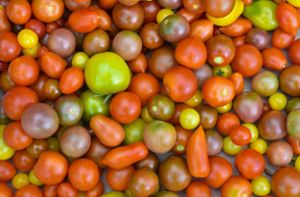 Kühlschrank oder Raumtemperatur:  Wann schmecken Tomaten besser?