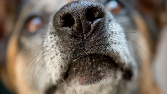 Über 8000 Hunde wegen Tollwutangst eingeschläfert