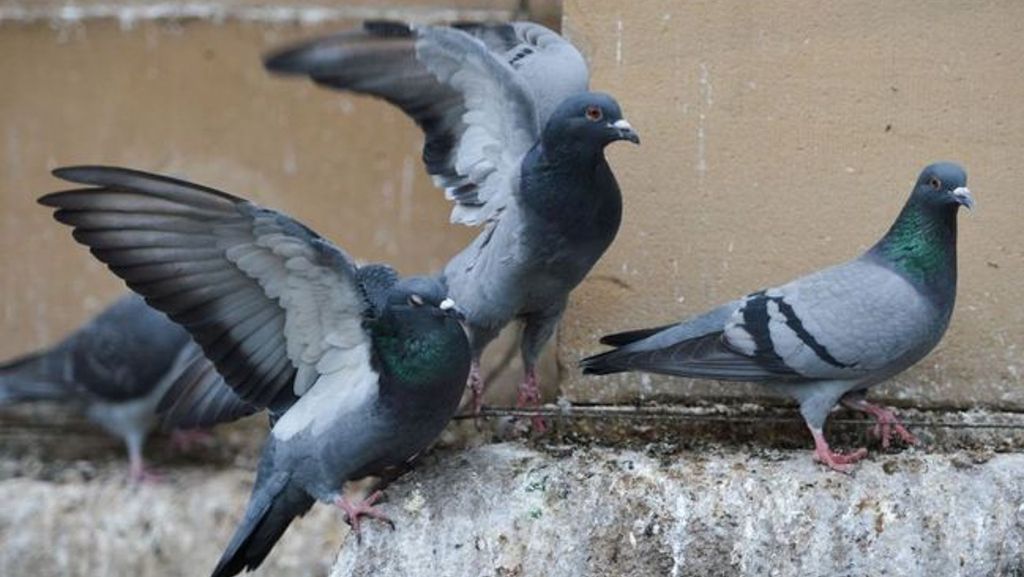 Tote Tauben in Leonberg: In der Altstadt liegen Gift-Köder aus