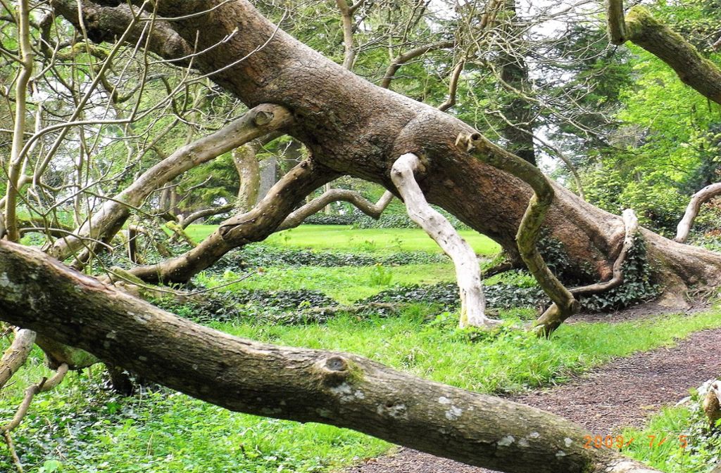 Wie im Märchenwald: Baum-Skulpturen und natürliche Kunst-Installationen gibt es viele in den Wäldern. Man muss sie nur entdecken.