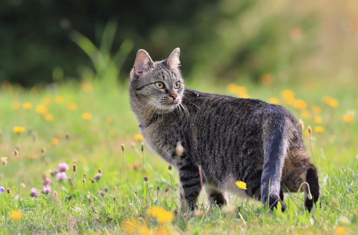 Erfahren Sie, wie Sie Katzen effektiv vertreiben und dauerhaft von Ihrem Garten fernhalten. Die wirksamsten Tipps im Überblick.