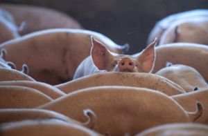 Weiterer Fall von Afrikanischer Schweinepest in Deutschland