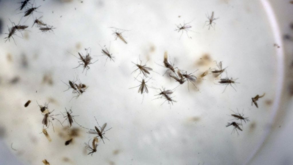 Zika: WHO will Virus mit Aktionsplan bekämpfen