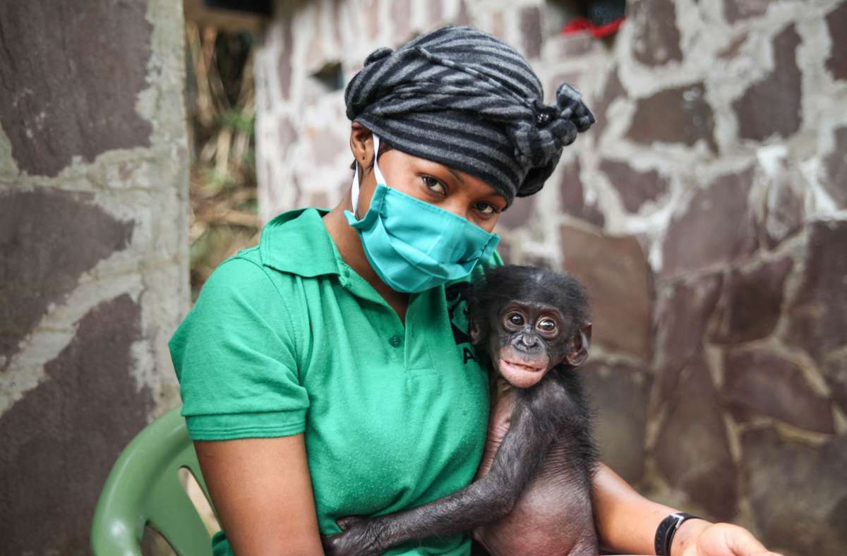 Die Auffangstation Lola ya Bonobo bereitet Affenwaisen auf die Wiederauswilderung vor.