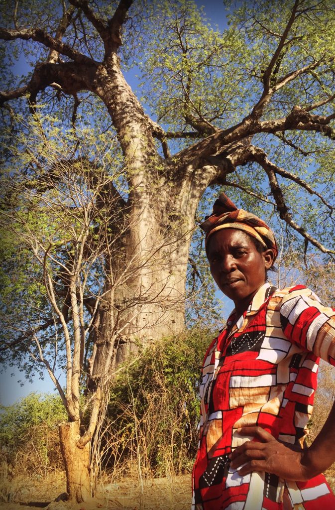 Auf dem Grundstück von Esther Kathumba wachsen 39 Baobab. Etliche Bauern in der Nachbarschaft hätten die Bäume abgeholzt, um Landwirtschaft betreiben zu können, sagt die Sammlerin.