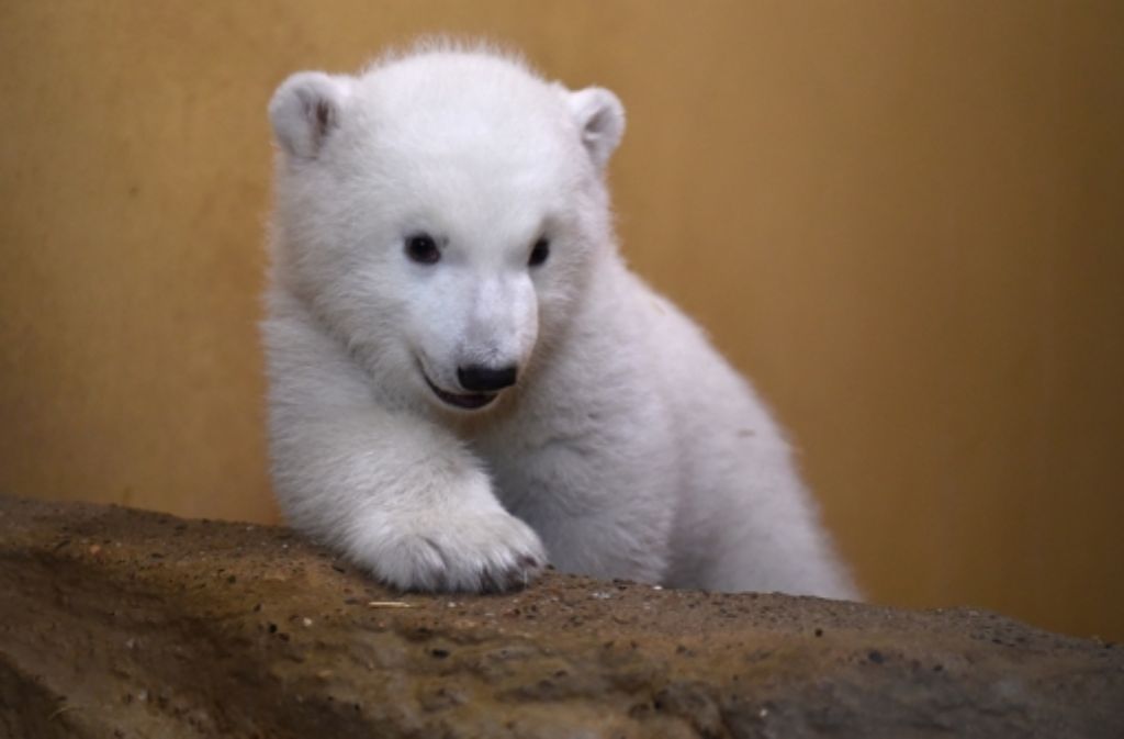 Ende März sollen Zoobesucher den kleinen Eisbären erstmals zu sehen bekommen.