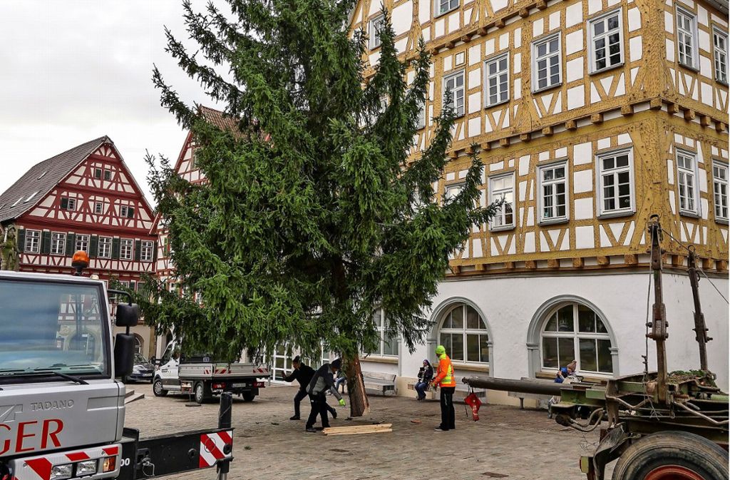 Den Weihnachtsbaum richtig zu platzieren, ist  gekonnte Maßarbeit. Foto: factum/Jürgen Bach