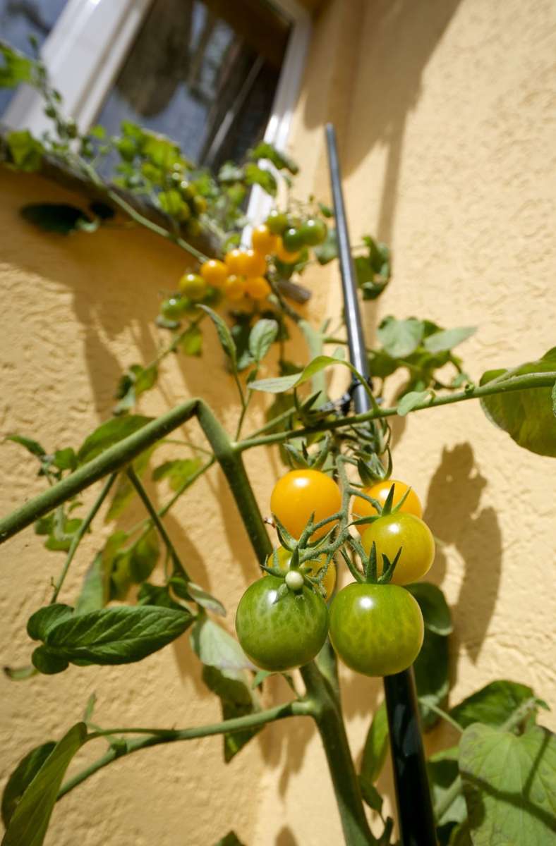 Die Tomaten sind in diesem Jahr nur am Haus gediehen, weil es so viel geregnet hat.