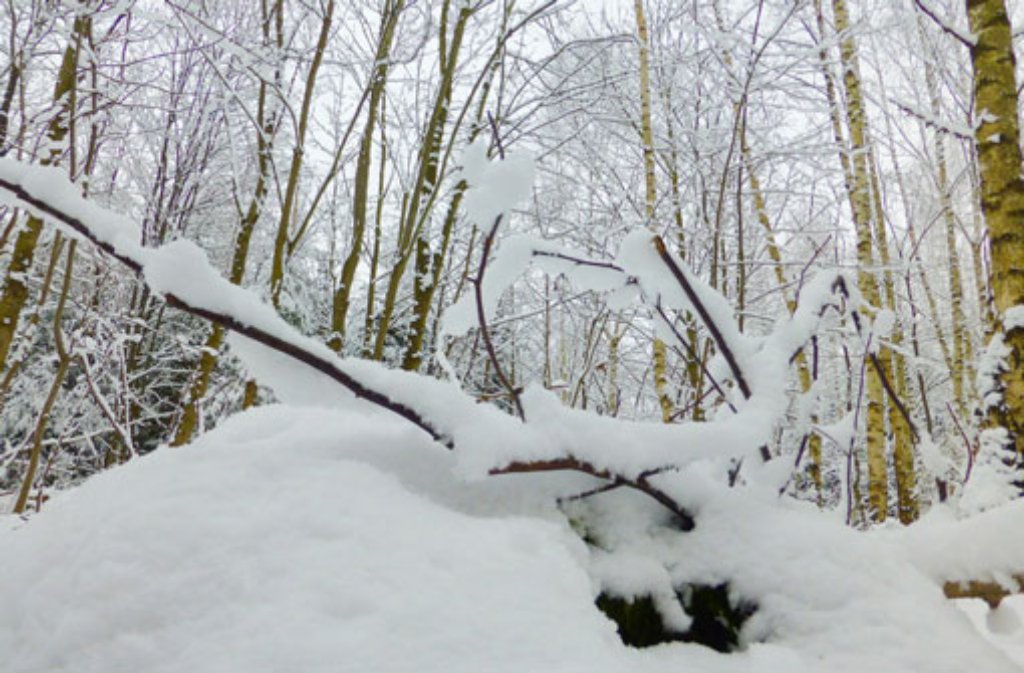 Auch im Schurwald fiel Schnee und verwandelte die Umgebung in ein Winterwunderland.