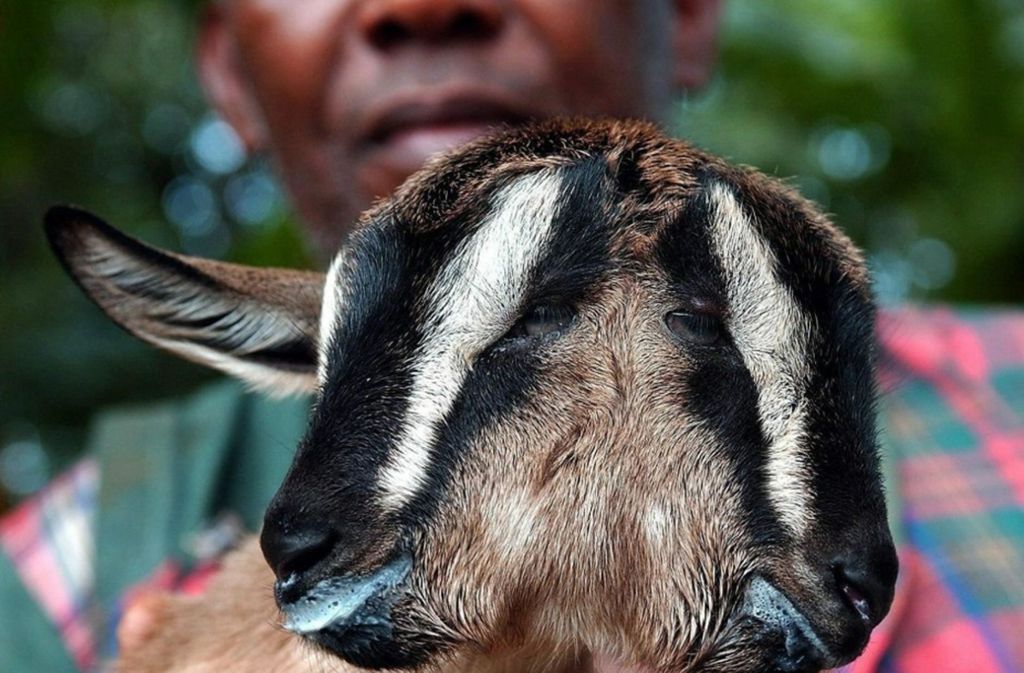 Auf einer Farm nahe der kubanischen Hauptstadt Havana wurde diese zweiköpfige Ziege 2004 geboren. Sie lebte nur wenige Tage.