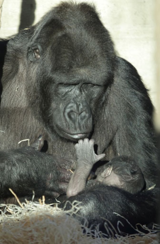 Der kleine Gorillajunge greift nach seiner Mutter Kolo.