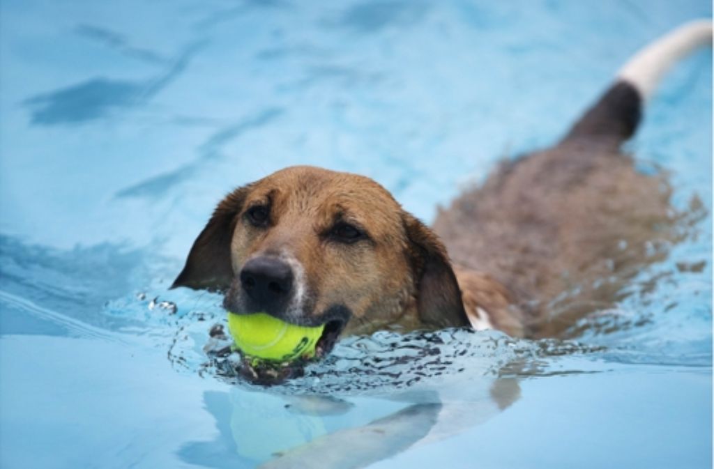 Ein Hund im Glück Foto: Gottfried Stoppel