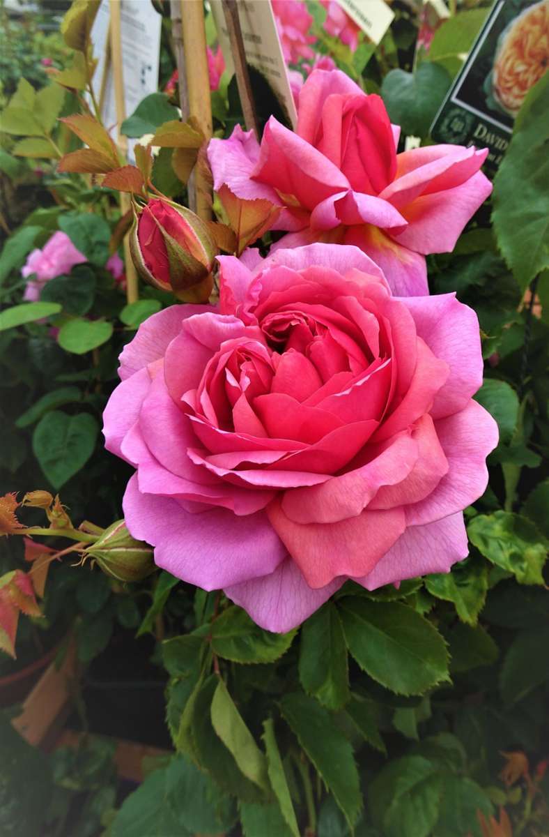 Prächtig: die Rosensorte „Princess Alexandra of Kent“. Die Rose gibt’s auch für den Garten daheim im Rosenladen von Zweibrücken.