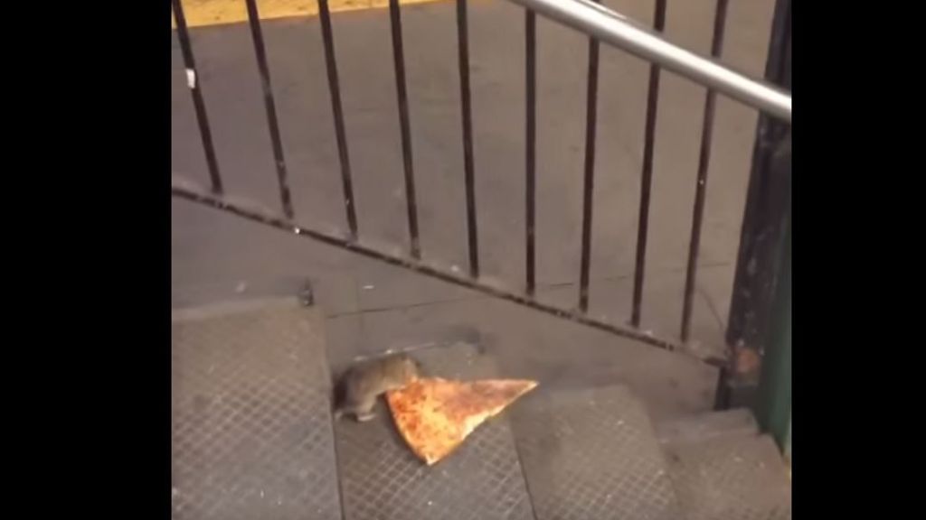 Twitter-Trend #PizzaRat aus New York: Wie eine Ratte mit einer Pizza zum Netz-Helden wird