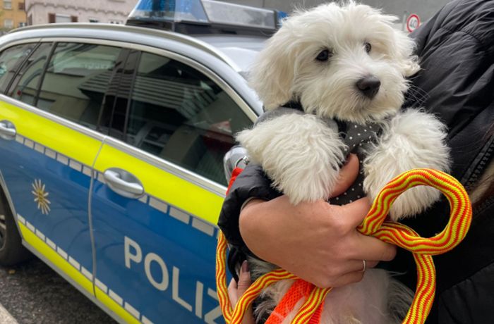 Illegaler Hundehandel in Stuttgart: Polizei und Peta stoppen Welpen-Verkauf