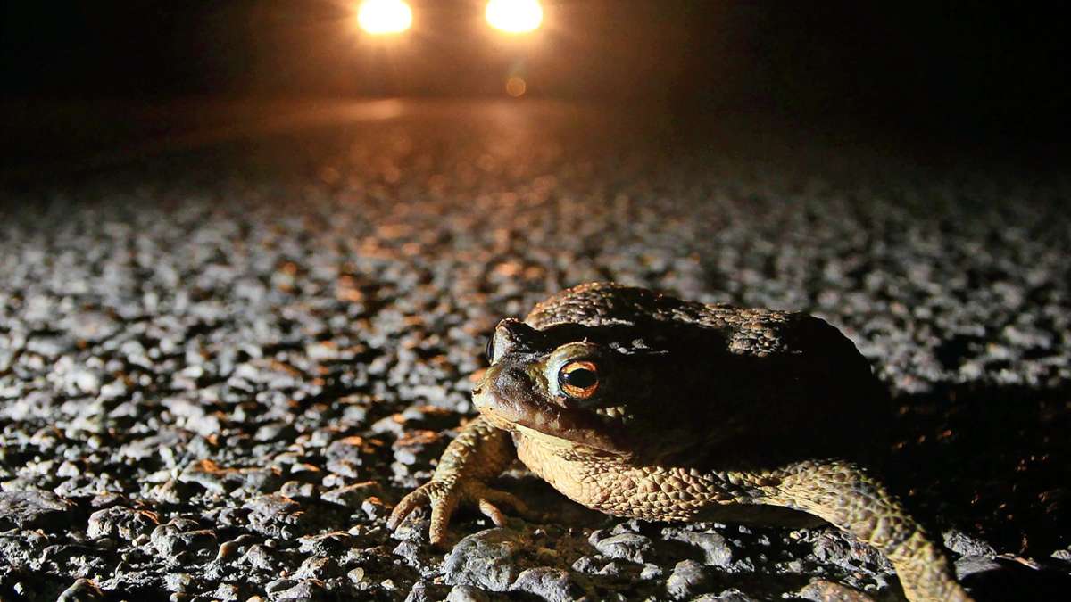 Amphibien auf Wanderung: Schranke bei Lehenweiler wieder nachts geschlossen