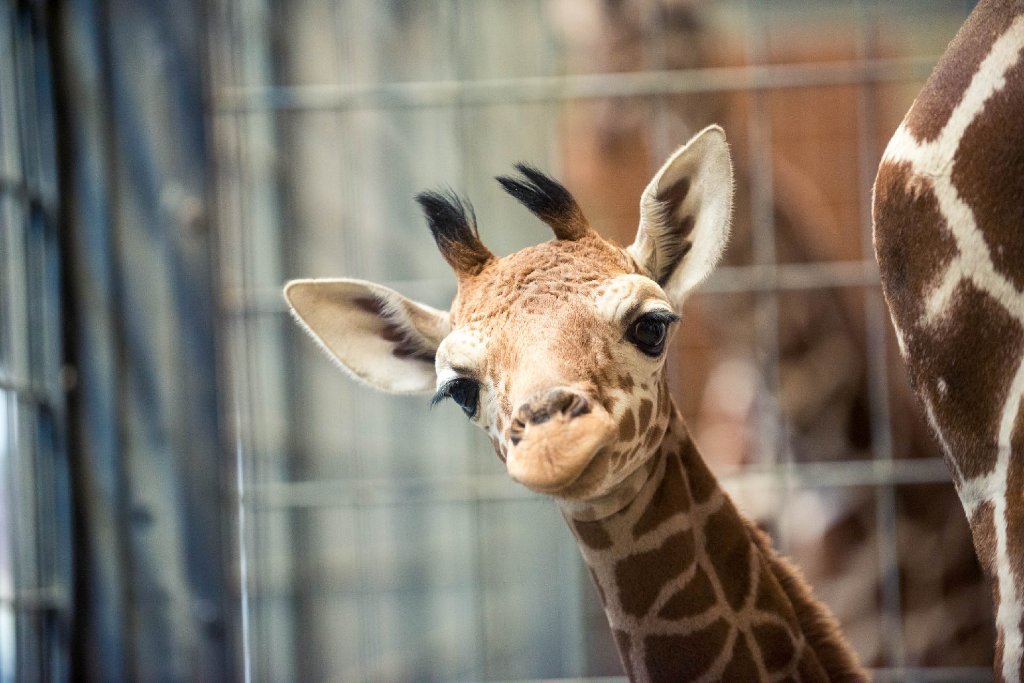 Giraffenbaby Dschibuto hat in der Stuttgarter Wilhelma das Licht der Welt erblickt.