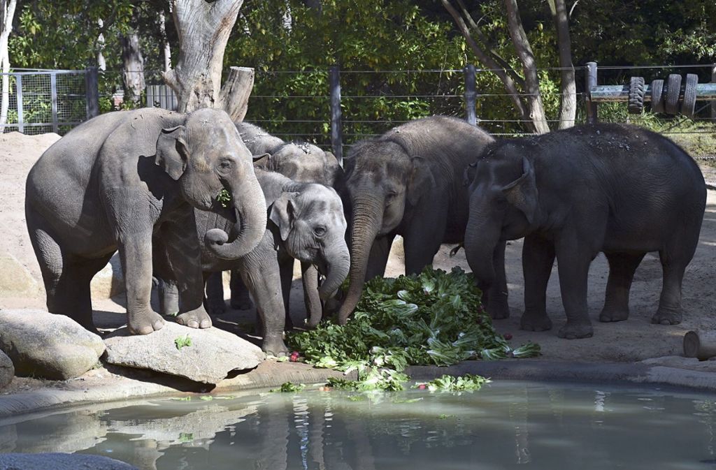 Über eine Stunde hatten die Tierpfleger im Zoo an dem Baum gebaut – bald ist nichts mehr davon übrig.