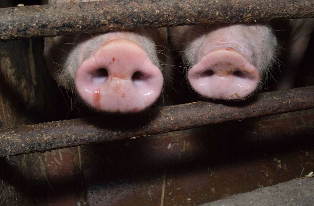 Die Schweine waren abgemagert und teilweise krank. (Symbolbild) Foto: imago images/Martin Wagner