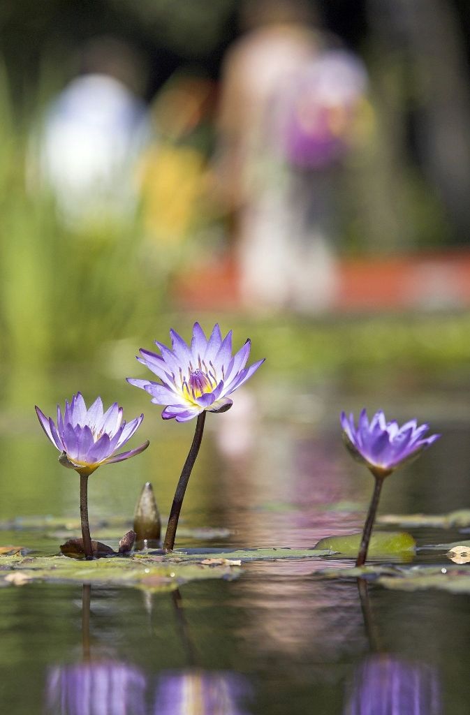 Die blau-violetten Blüten von Seerosen spiegeln sich im Teich im Luisenpark in Mannheim.