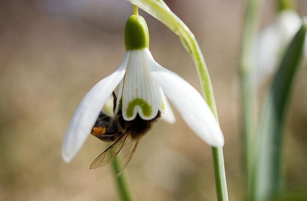 Ausblick aufs Frühjahr – jedenfalls wenn die Bienen weiterhin fliegen. Foto: dpa