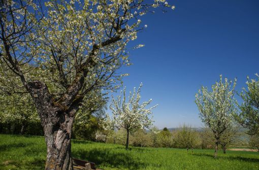 Die Apfelbäume im Land  haben 2020 zu früh geblüht. Das lag auch an der Dürre, von der das Land  im vergangenen Jahr  betroffen war  – sie dauerte von April bis September. Foto: Imago//Bruno Kickner