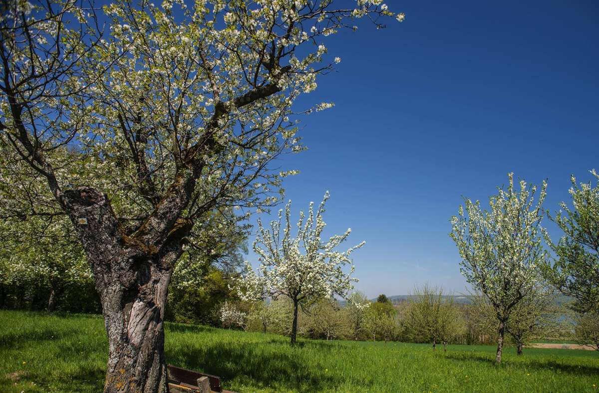 Die Apfelbäume im Land  haben 2020 zu früh geblüht. Das lag auch an der Dürre, von der das Land  im vergangenen Jahr  betroffen war  – sie dauerte von April bis September. Foto: Imago//Bruno Kickner