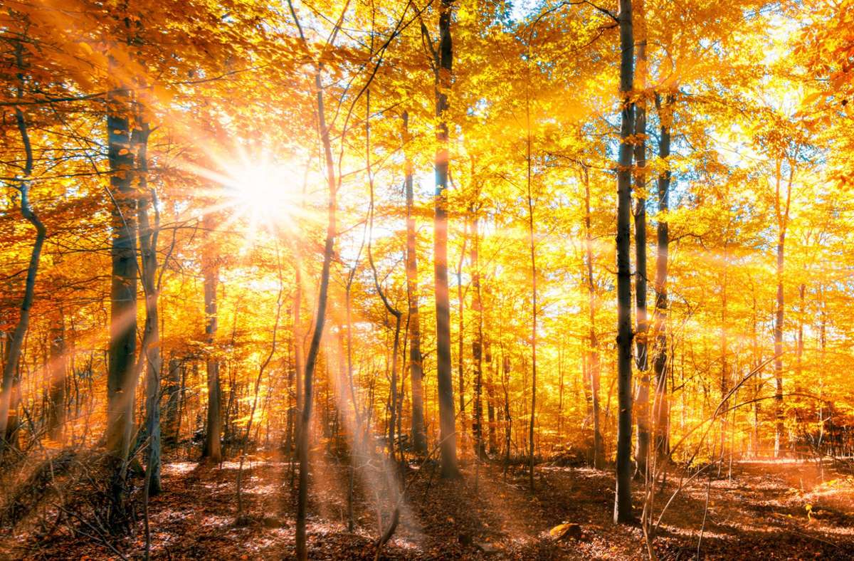 Von der schönsten Seite zeigt sich der Herbstwald, wenn die Sonne die bunten Blätter zum Leuchten bringt. Foto: eyetronic - stock.adobe.com