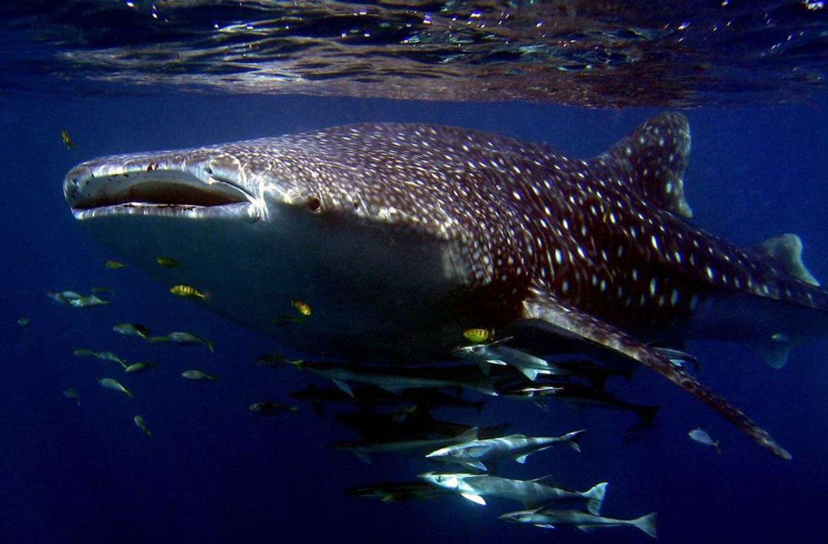 Walhai / wissenschaftlicher Name: Rhincodon typus / Größe: bis zu 13,7 Meter/ Nahrung: Plankton, Makrelen, Thunfische / Rekord: größter und schwerster Fisch / Vorkommen: tropische Gewässer // Mit einem Gewicht von über zwölf Tonnen ist der Walhai der schwerste derzeit lebende Fisch. Er ernährt sich, indem er das Wasser ansaugt und filtriert. Mit einer Dicke von bis zu 15 Zentimetern ist seine Haut die dickste aller Lebewesen der Erde.