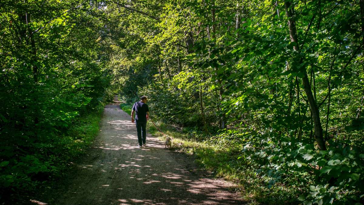  Der Wunsch kam aus verschiedenen Richtungen. Jetzt hat das Plochinger Kulturamt eine Machbarkeitsstudie für einen Walderlebnispfad vergeben: Die Zwei-Mann-Agentur arbor hat auch schon die XXL-Waldkugelbahn in Schwäbisch Gmünd kreiert. 