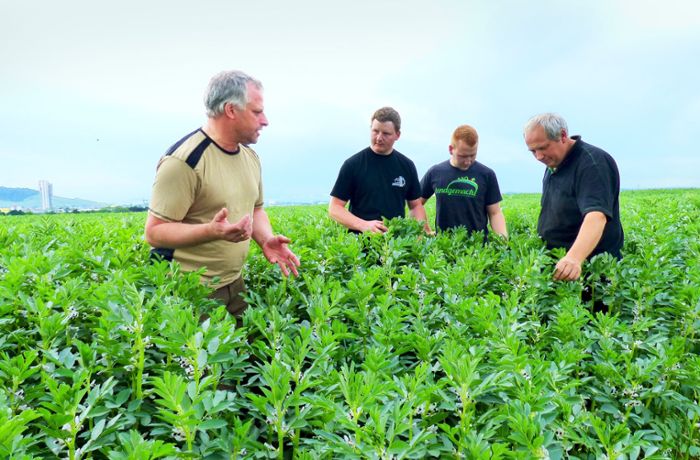 Landwirtschaft in Fellbach: Neue Pflanzen auf dem Schmidener Feld