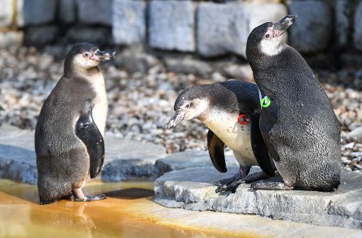 Artgenossen des Pinguins im Luisenpark in Mannheim. Foto: dpa