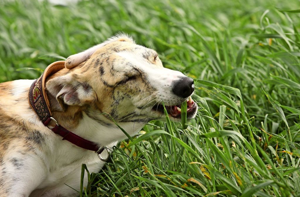 Viele Hunde fressen gerne Gras. Wenn zuvor eine Schnecke mit den Halmen in Kontakt gekommen ist, können sie sich dabei mit den Larven des Großen Lungenwurms infizieren
