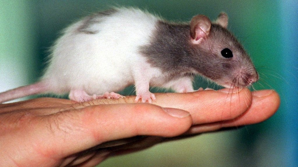Tierquäler in Australien: 25-jähriger beißt lebendiger Ratte Kopf ab