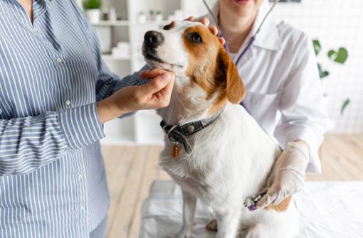 Im November 2022 steigen die Tierarztkosten. Was die Gebührenordnung für Tierärzte (GOT) nun für Hundebesitzer vorsieht, erfahren Sie hier.