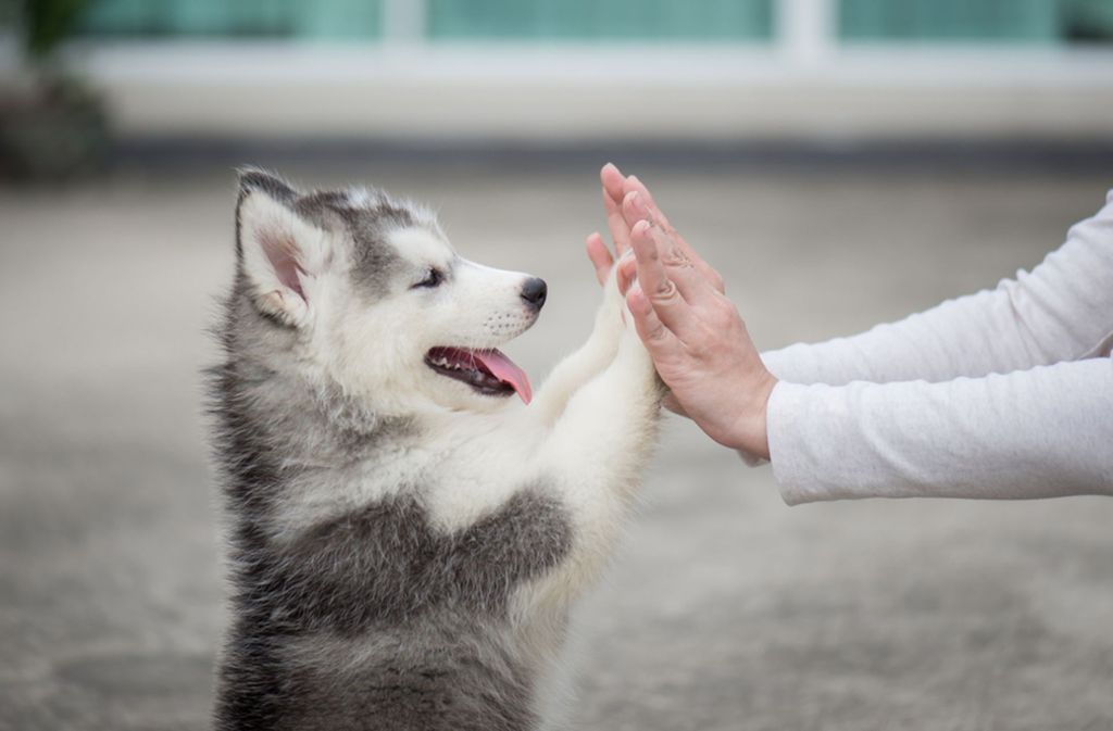Im Welpenalter sind Hunde am lernfähigsten. Foto: Shutterstock/ANURAK PONGPATIMET