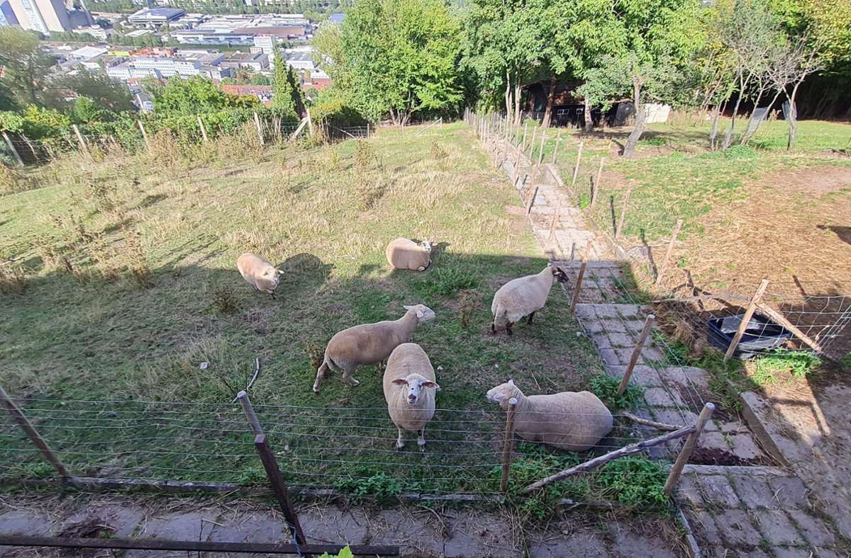 Die Schafe können nicht nach Münster umziehen, sie werden zu einer Herde nach Degerloch abgegeben.