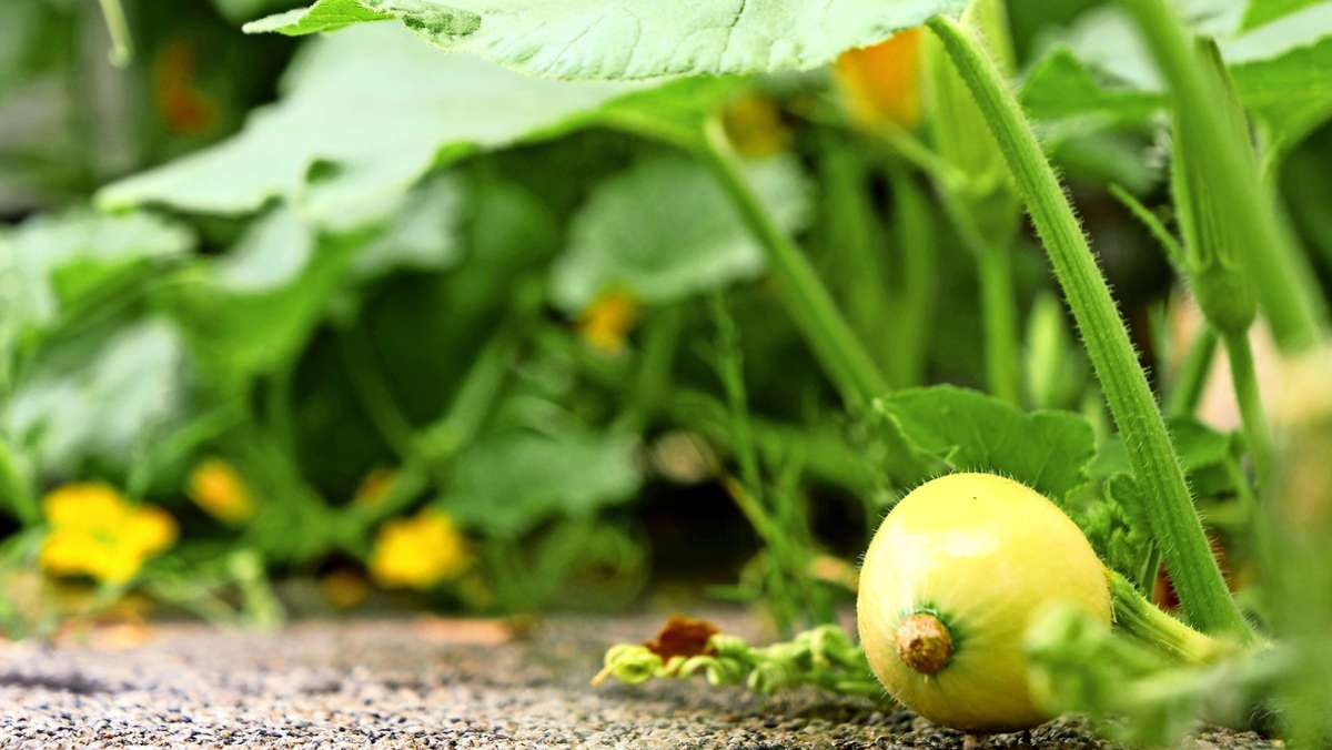  In diesem Corona-Jahr wird viel gegärtnert – und den Gärtnern immer wieder Obst und Gemüse gestohlen. Das ist für sie ärgerlich und frustrierend. 