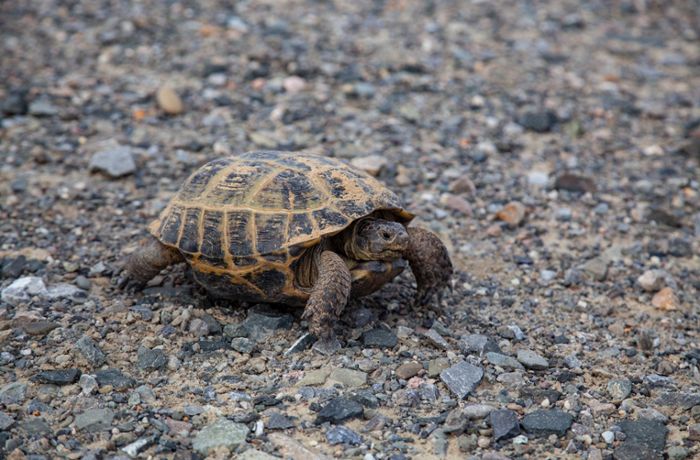 Polizei rettet Schildkröte auf Autobahn