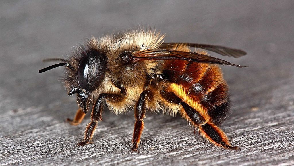 Volksbegehren Artenvielfalt in Stuttgart: Wie Wildbiene und Feldhamster gerettet werden sollen