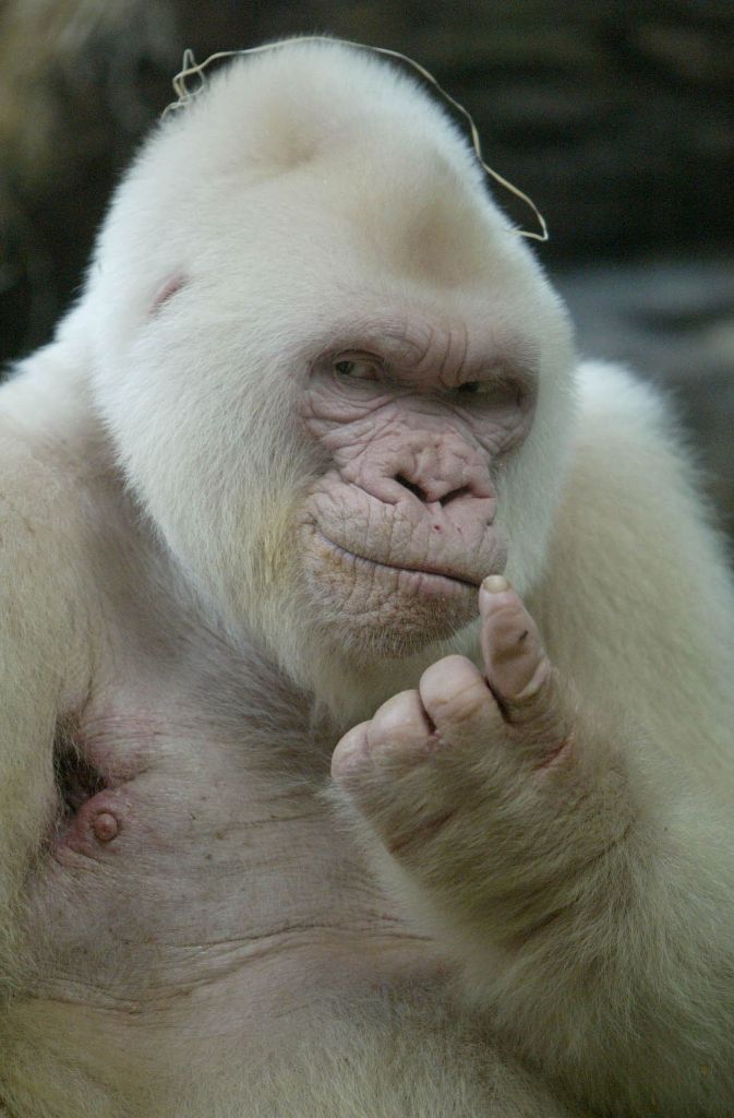 Im Zoo in Barcelona gibt es eine besondere Seltenheit: Einen Albino-Gorilla