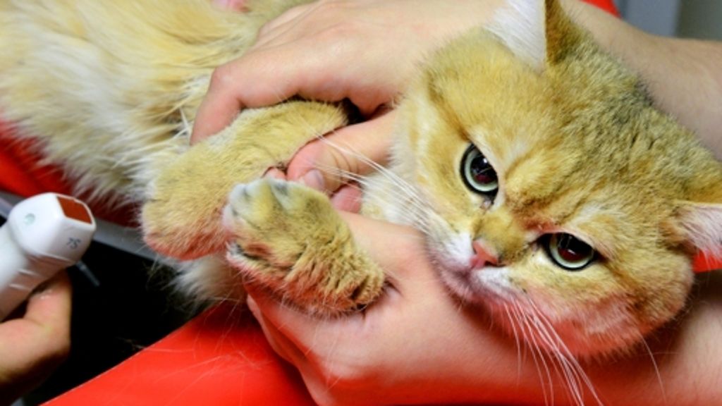 Tierschutz: Kommunen können Katzen kastrieren