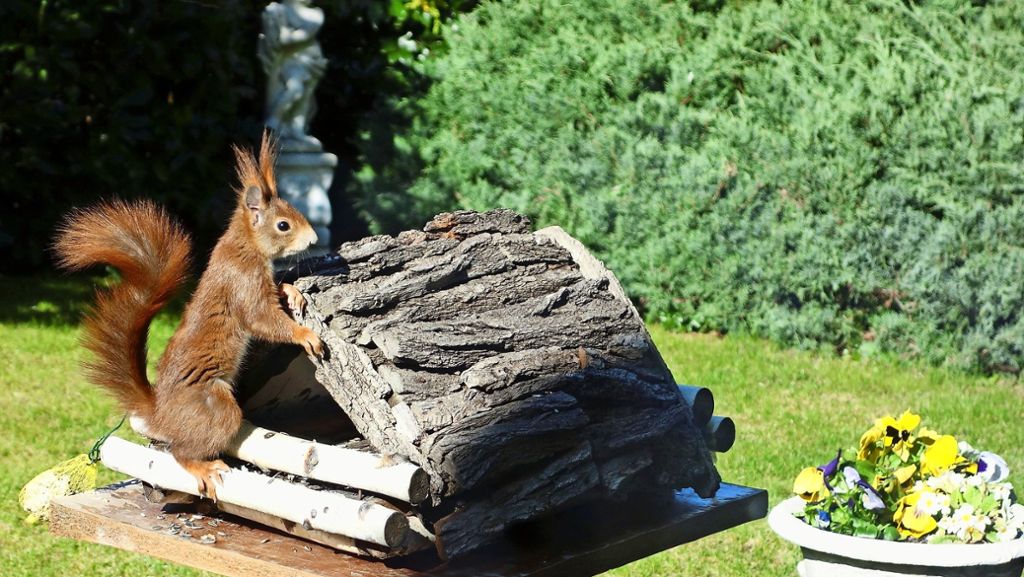 Leserfoto aus  Ditzingen: Das hamsternde Eichhörnchen