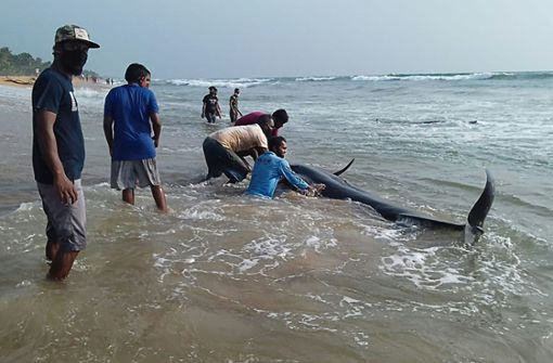 Im Westen Sri Lankas sind über 100 Wale gestrandet. Foto: AFP/STR