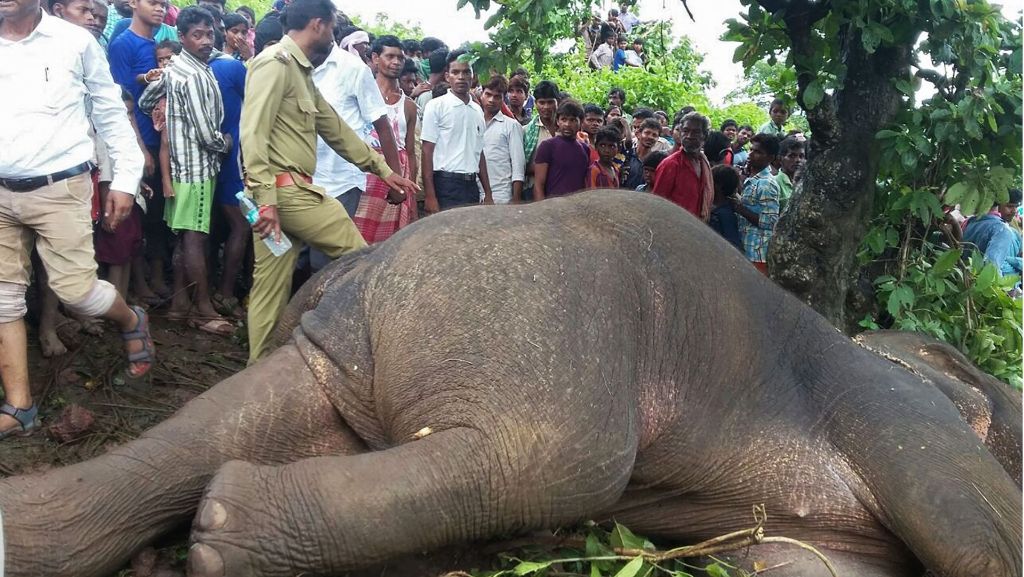 15 Menschen in Indien totgetrampelt: Wildhüter erschießt wilden Elefanten